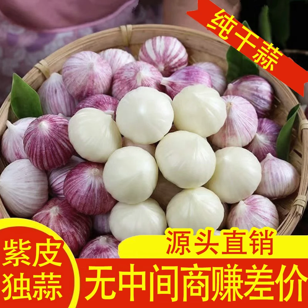 云南大蒜蔬菜紫皮独头蒜新纯干蒜现挖辛辣饱满可做糖醋蒜腊八蒜