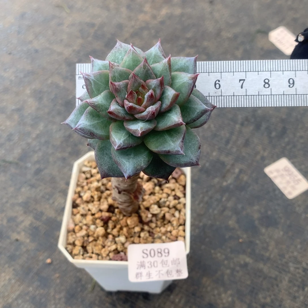 大长腿粉蓝鸟单头冠服5.5