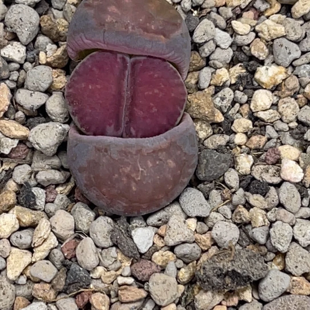 1885紫菊1尺寸新头1.4