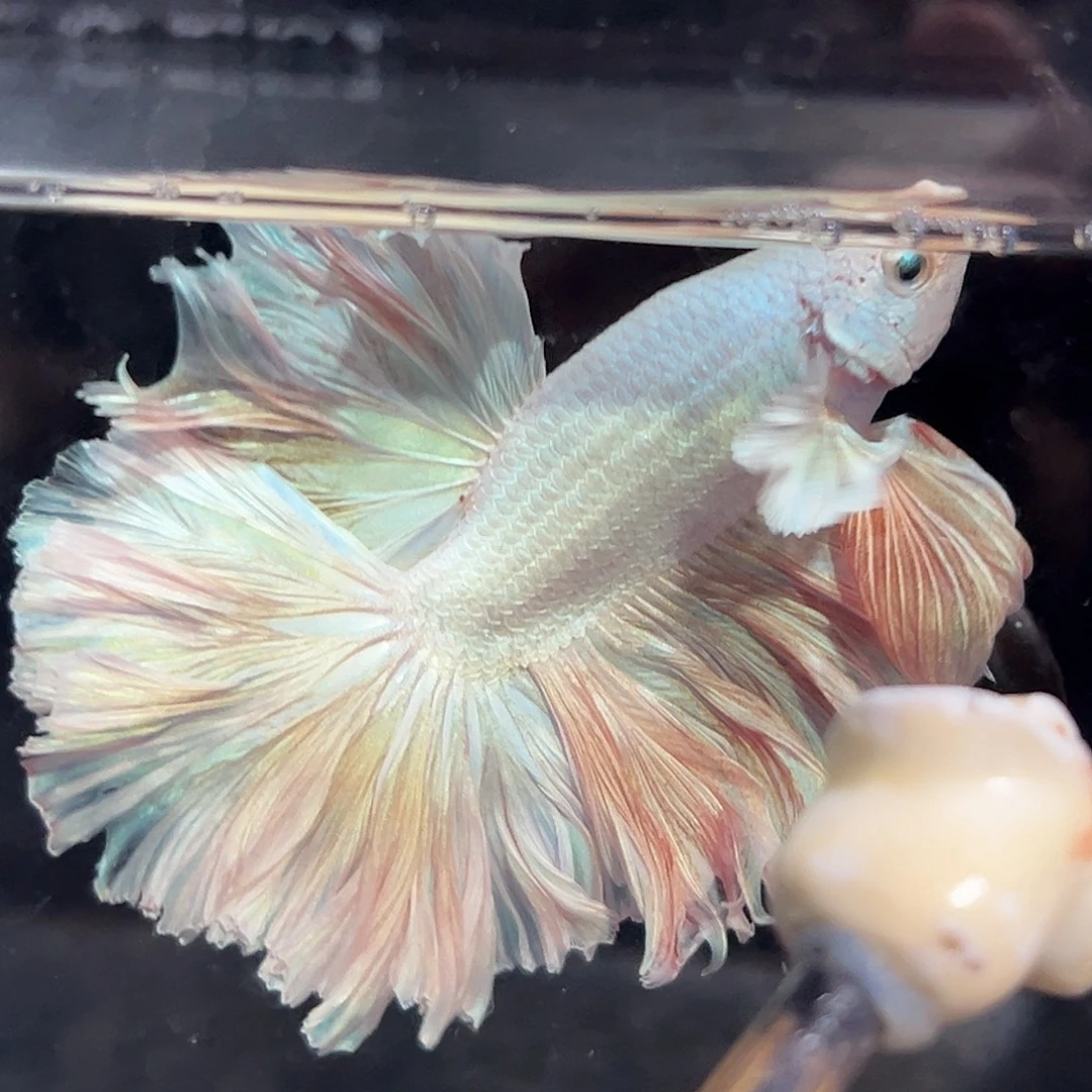 斗鱼11号质感爆棚的扶光色婚纱