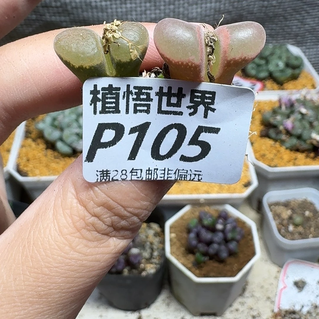 多肉植物的人生fhhh