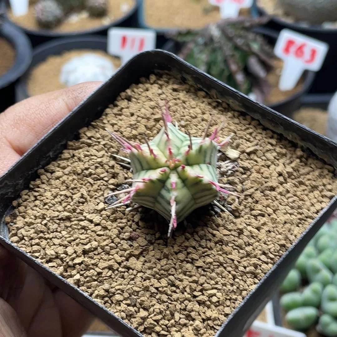 斑马锦大戟 带盆土包邮