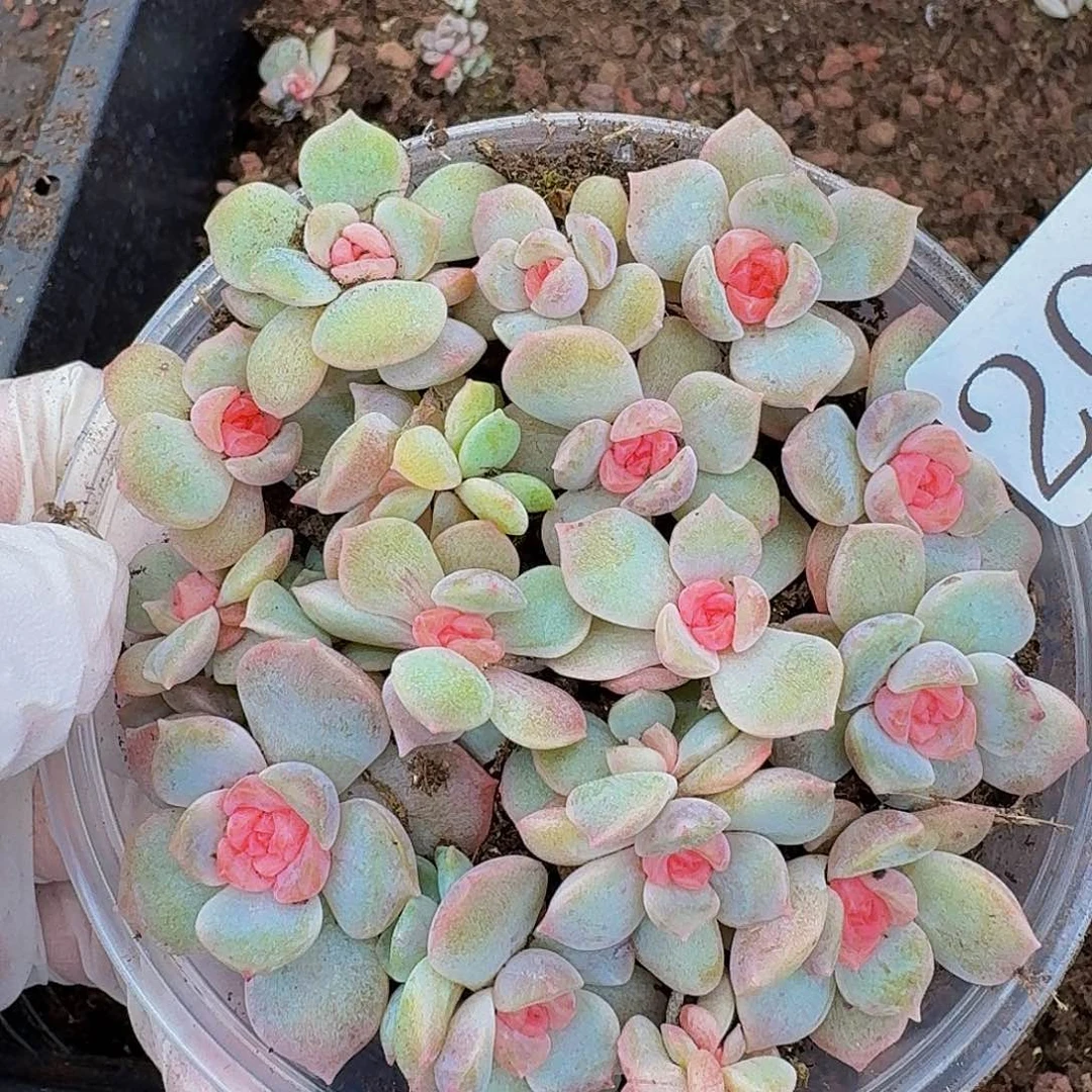 多肉植物多肉植物205
