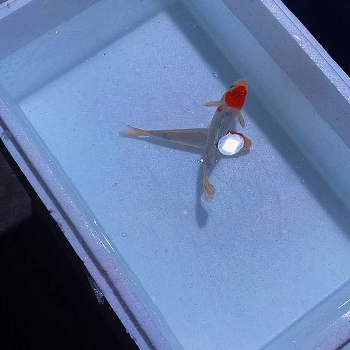 锦鲤锦鲤活鱼开箱包活