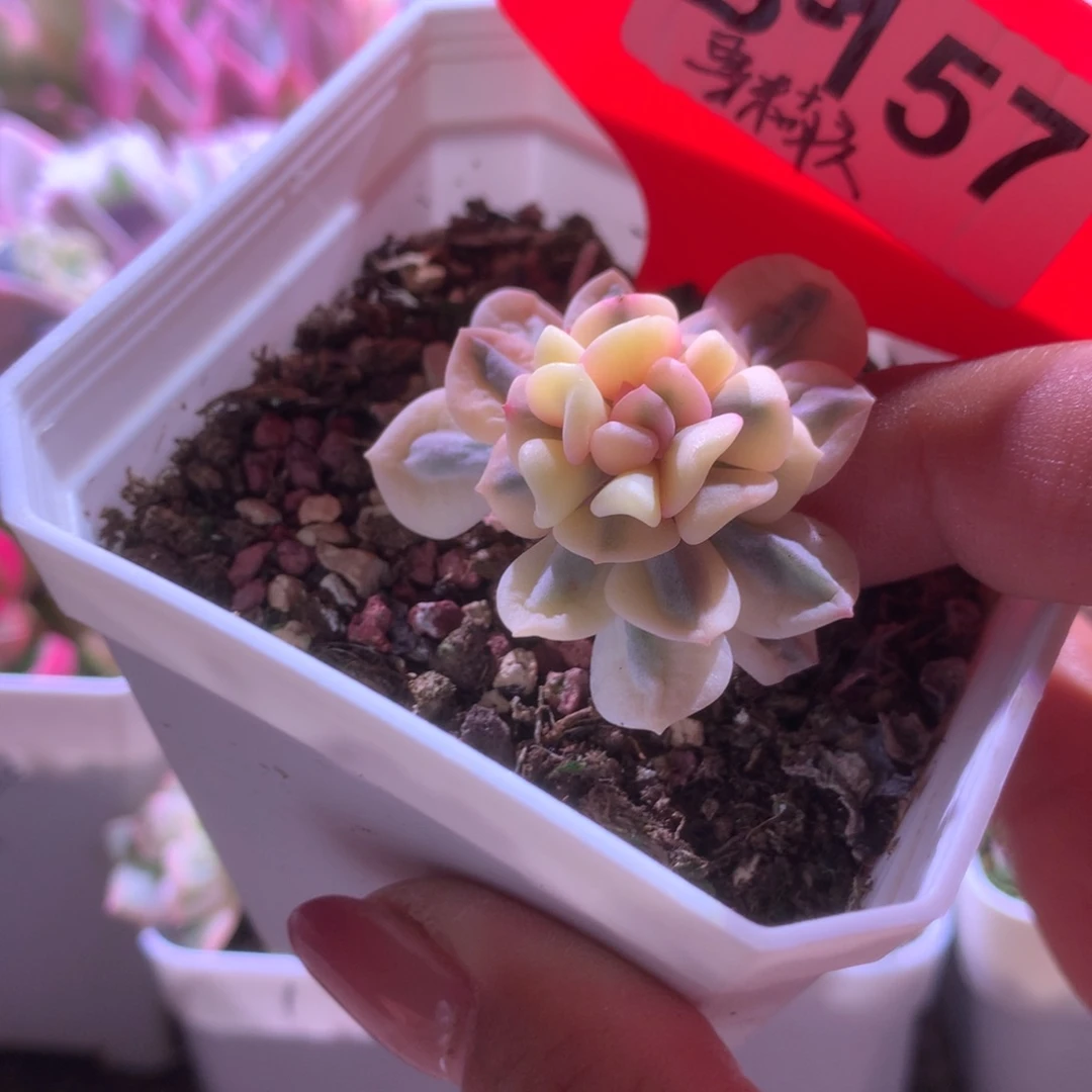 福利雪精灵覆轮锦有根