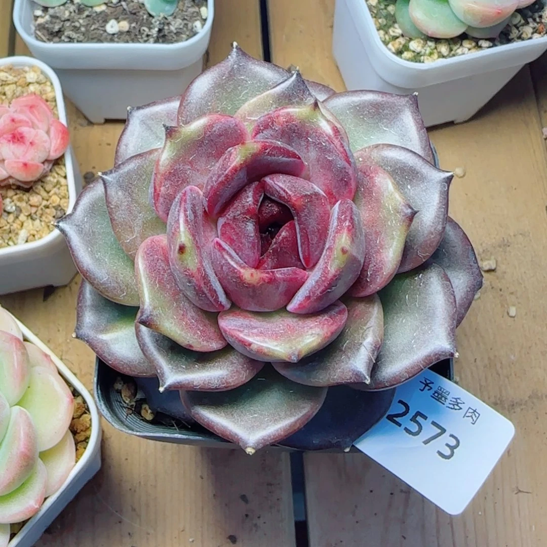 黑玫瑰，2573多肉植物