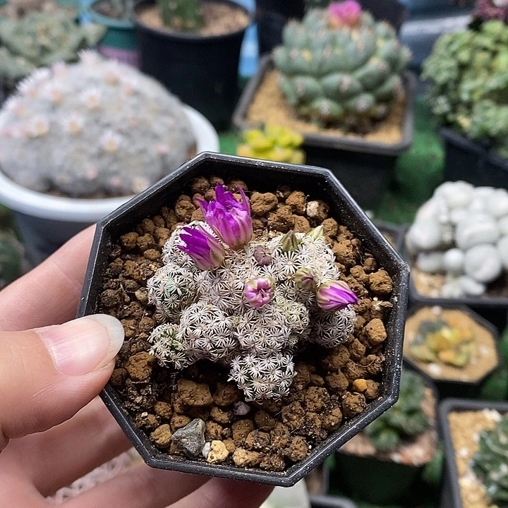 8号实生克式丸4.3公分