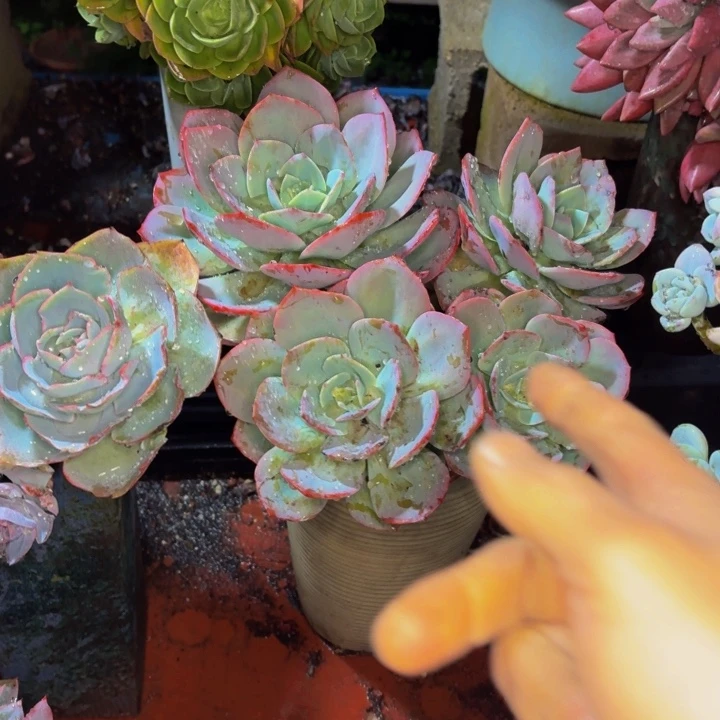 西***蛋老桩精品肉肉雪凤