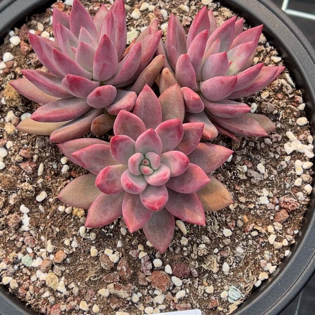 一**求5807多肉多多多多多