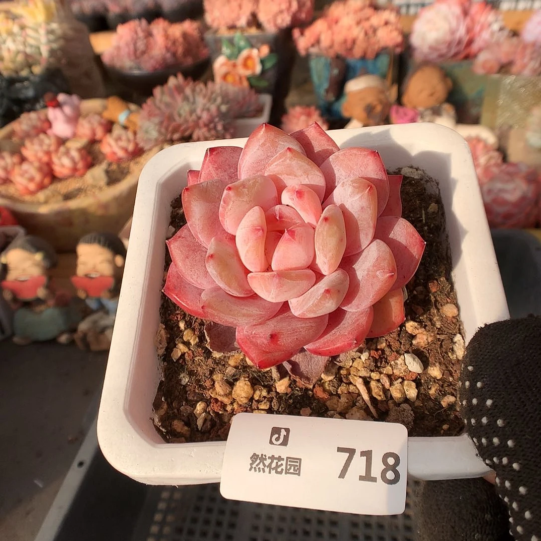 718雪天使多肉植物6666