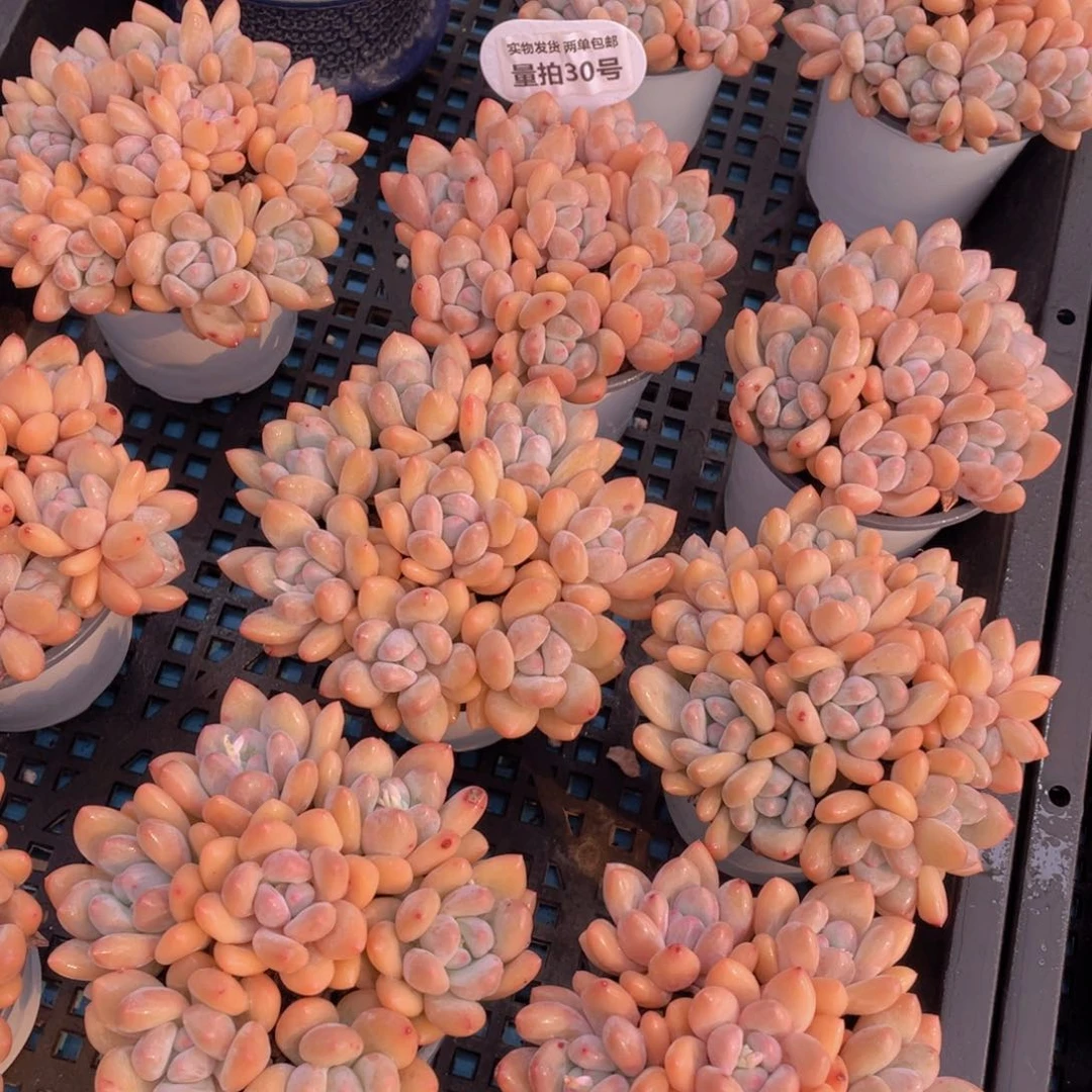 量拍30号 奶油粉香水手捧组合满满一盆