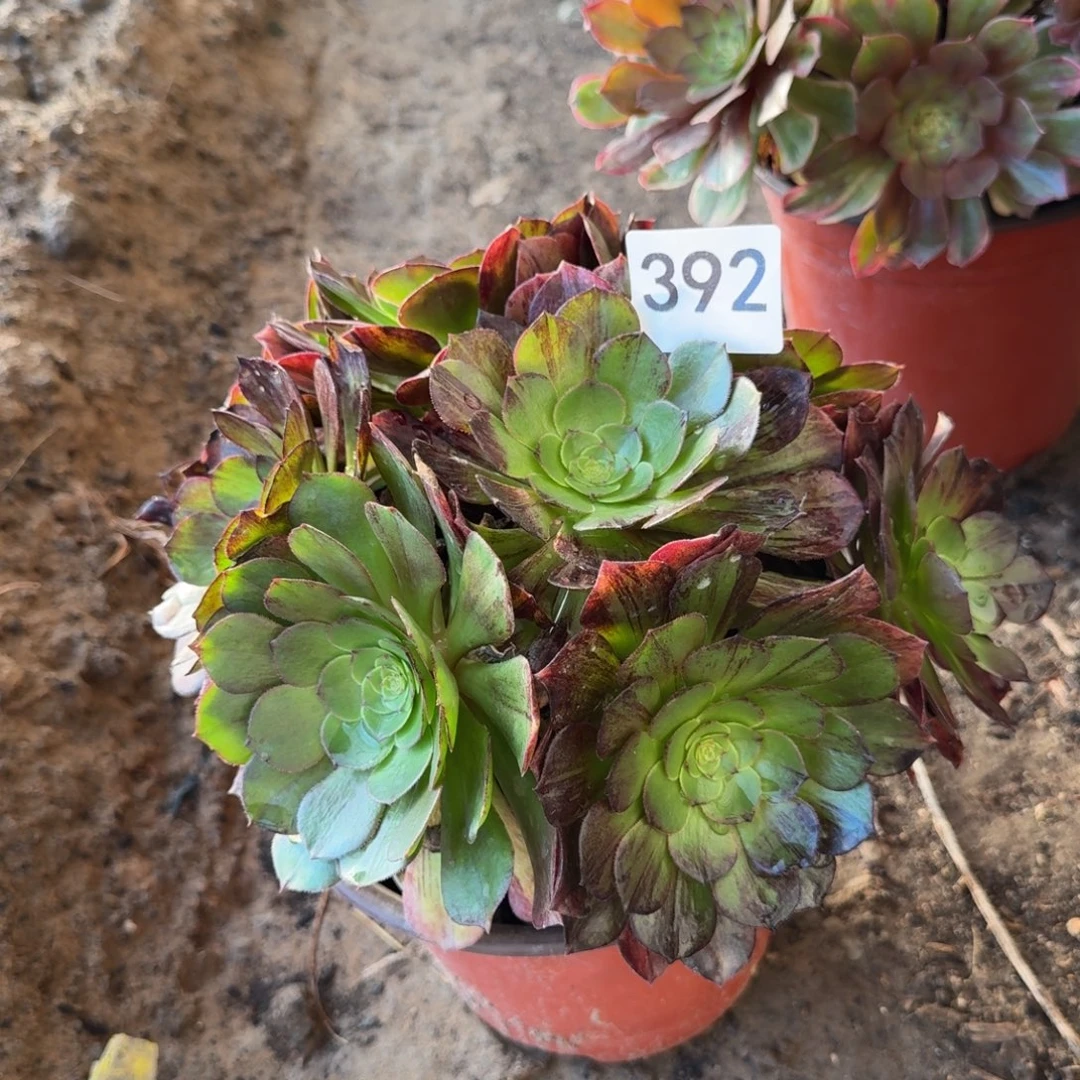 墨染法师多肉植物392号法师多肉