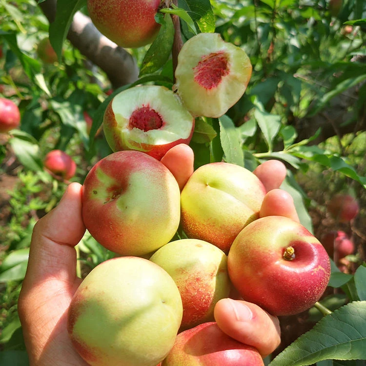 脆甜珍珠枣油桃露天头茬新鲜应季水果现摘现发3/5斤
