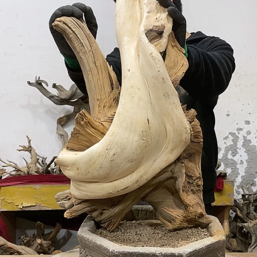 【闪购商品】柏木上****签我们都是好孩子