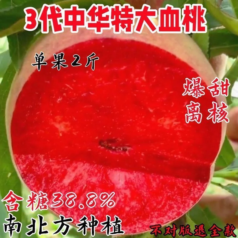 嫁接血桃树苗桃树苗新品种正宗耐寒盆栽地栽南方北方种植当年结果