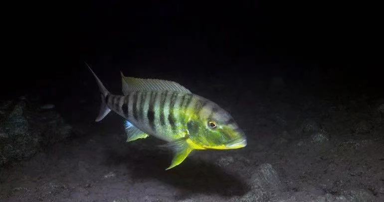 坦桑尼亚鱼、90天使、坦湖最大的慈鲷鱼、热带鱼