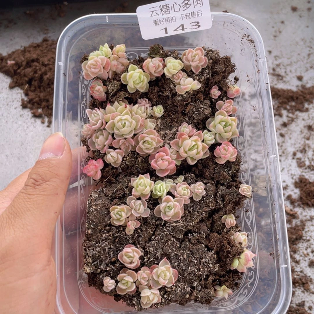 云糖心多肉植物143