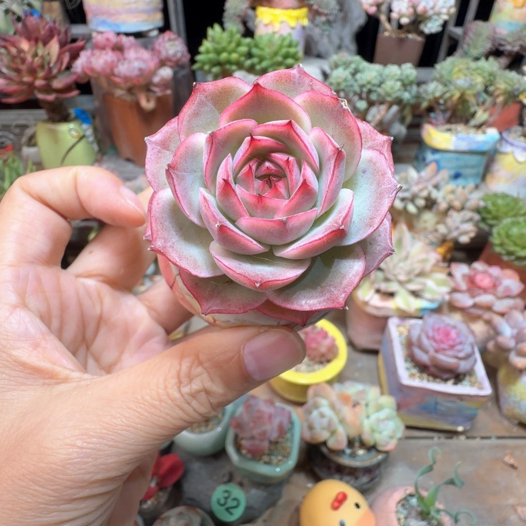 吉杂 多肉含盆土 一物一拍