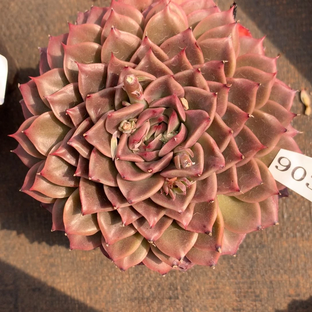 9032杂交多肉植物基地