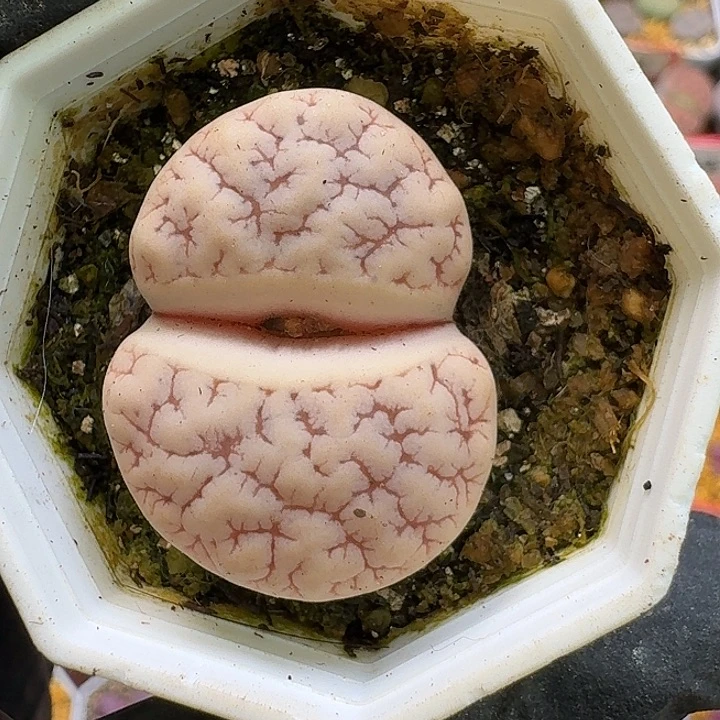 生石花23:：：。   228号