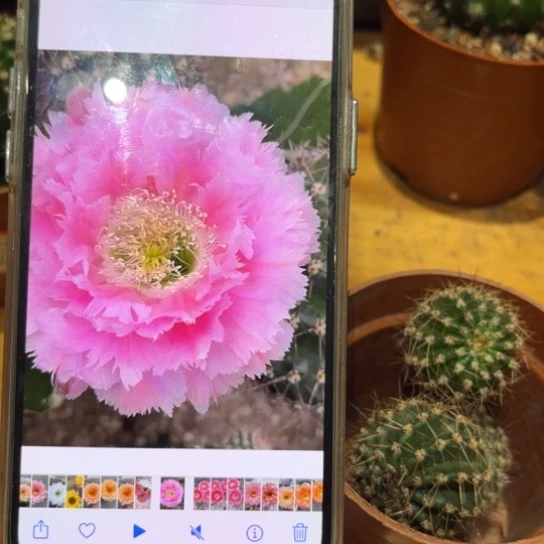 彩草云锦2公分左右侧芽