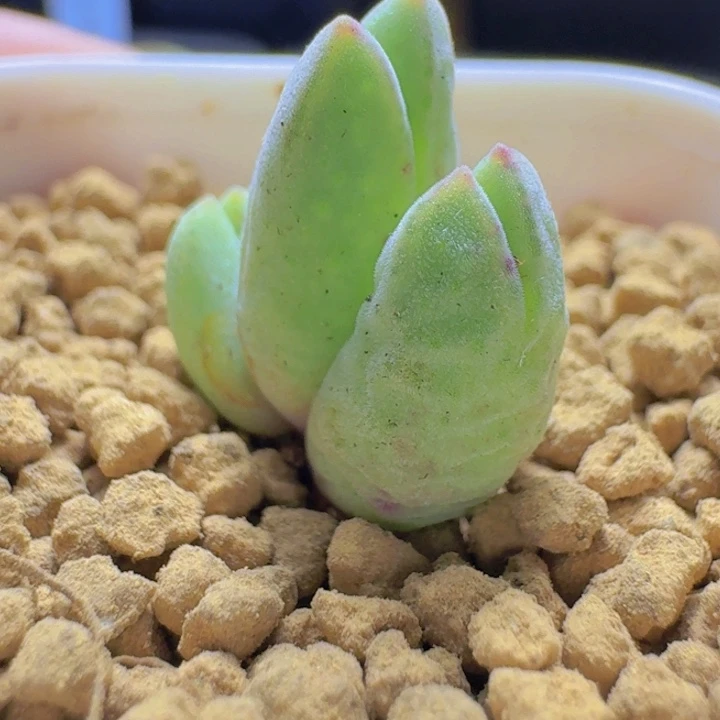 皮卡丘杂猪蹄 ju s k s k n s na