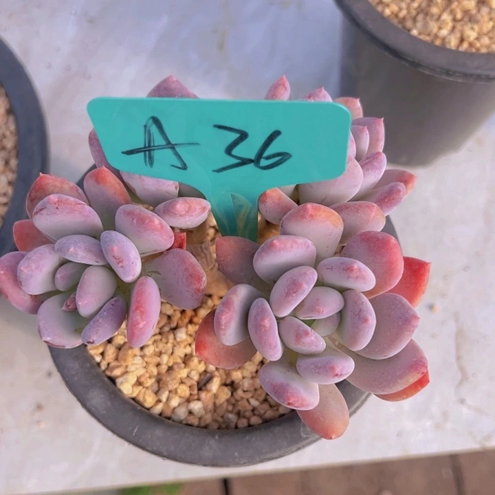 健健康康平平安安