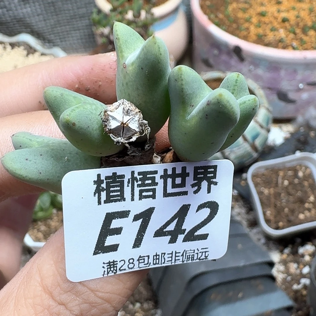 多肉W的润泽fgbbhh
