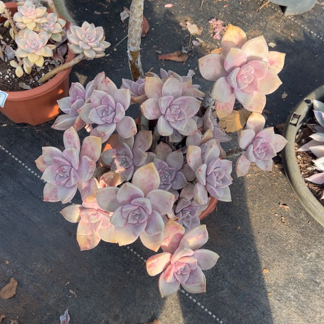 多肉老桩紫乐【非偏远满18包邮】