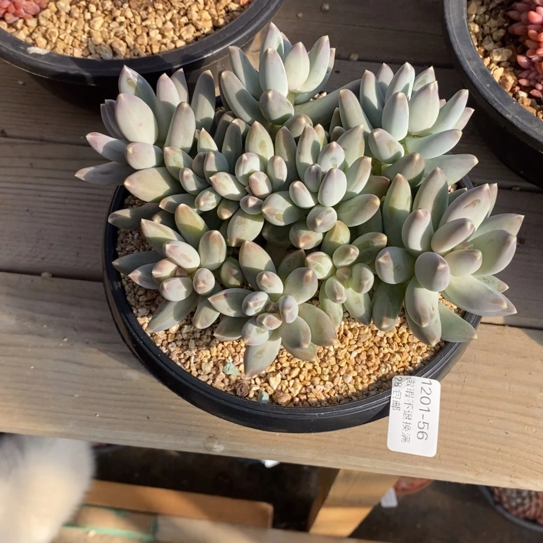 小****56号多肉植物小宝贝