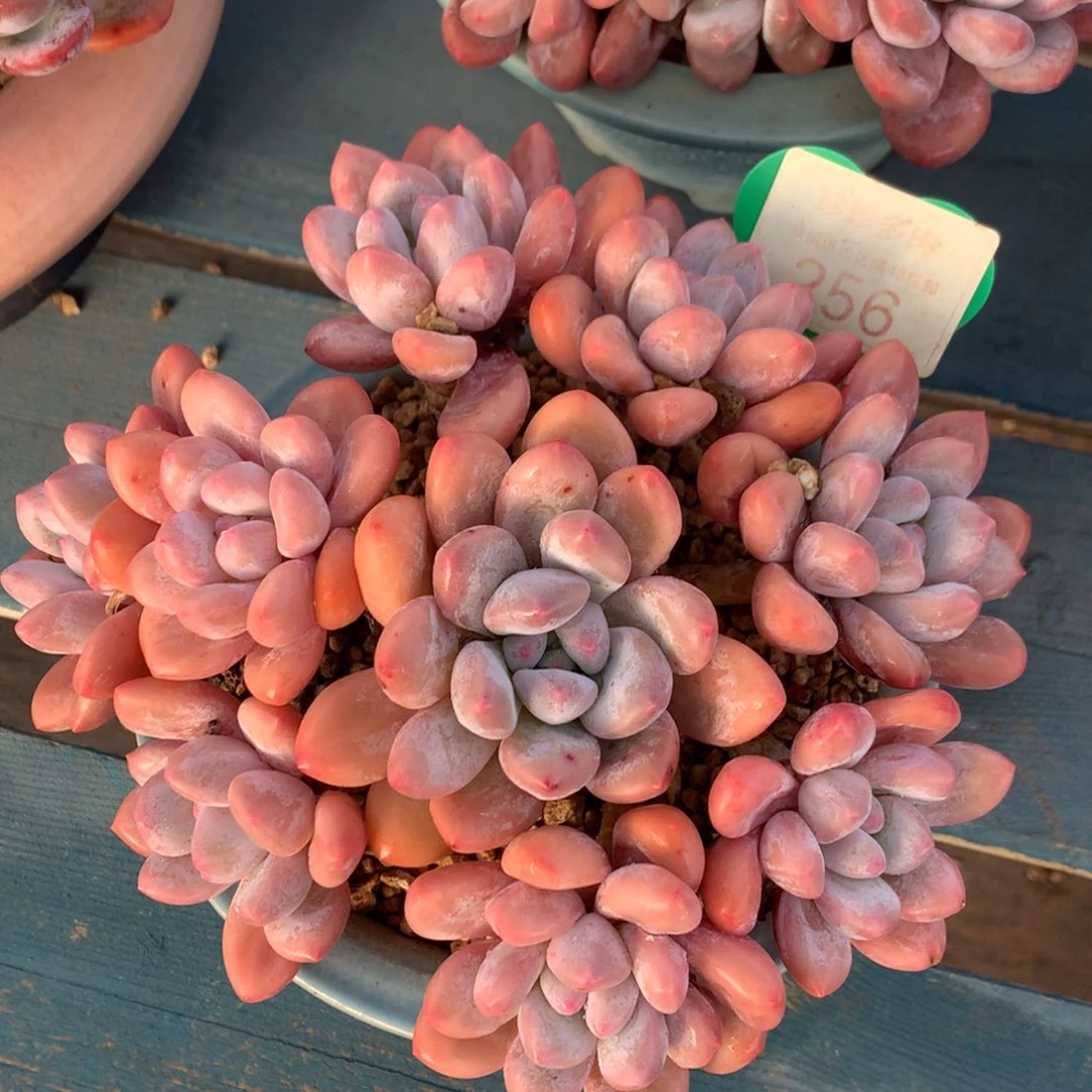 韩版香水老桩平头256