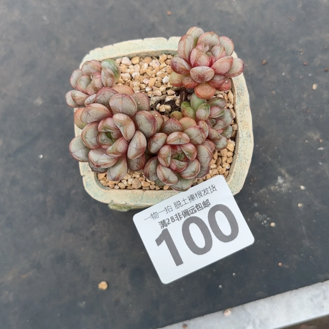 葡萄老桩无盆土发货