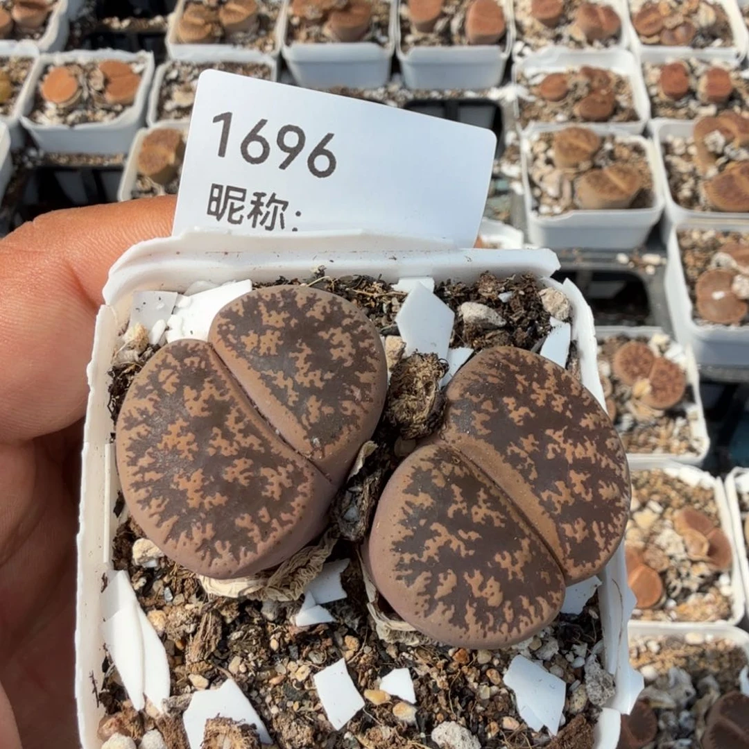 進***子多肉植物多肉植物多肉植物