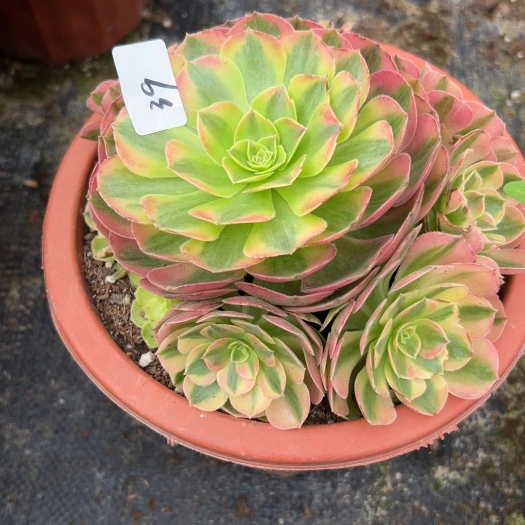 39雨荷多肉植物系