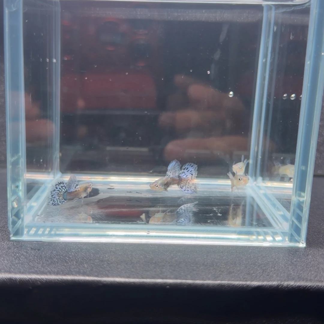 孔雀鱼紫罗兰半月尾2对