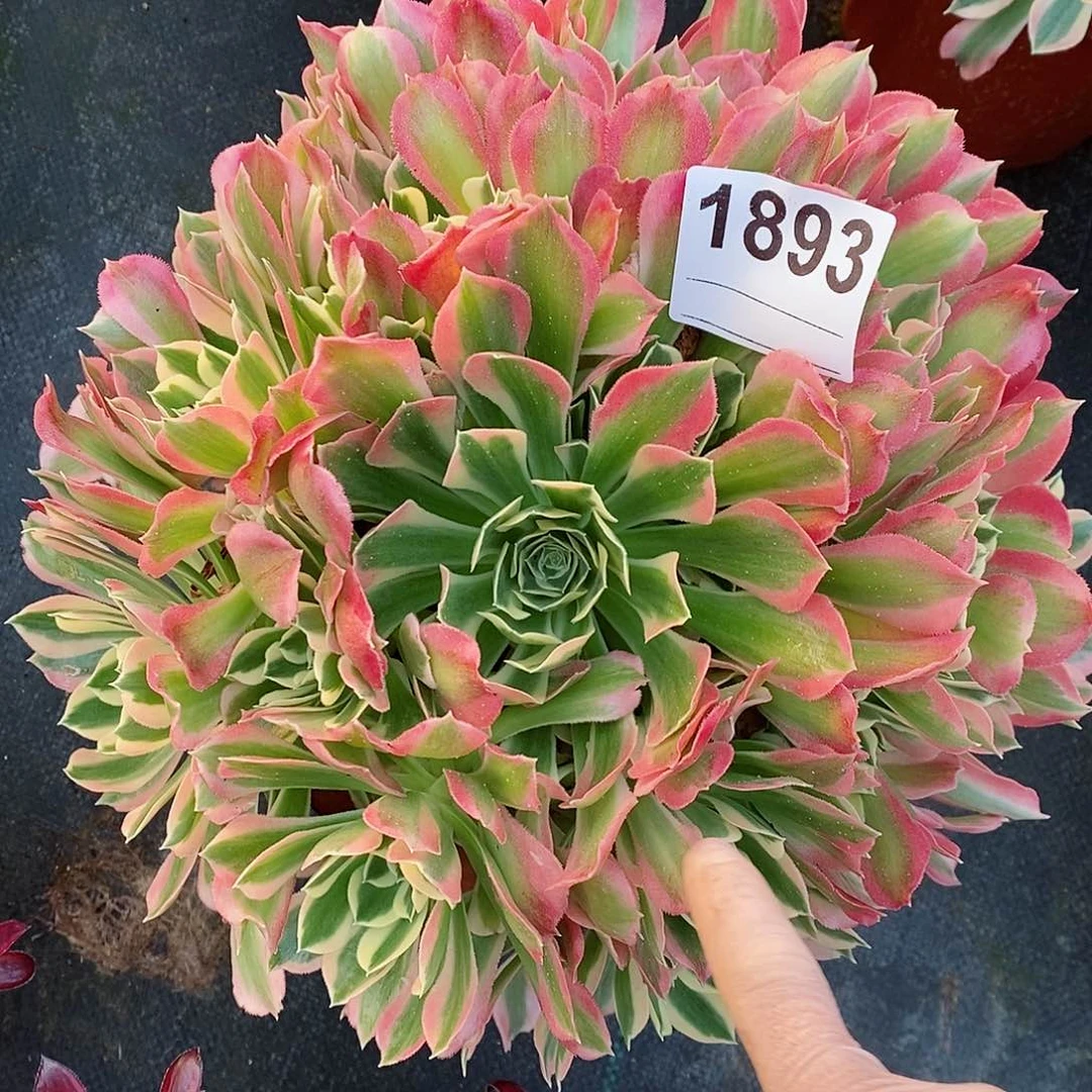 红陶1893白风雨花石4多肉