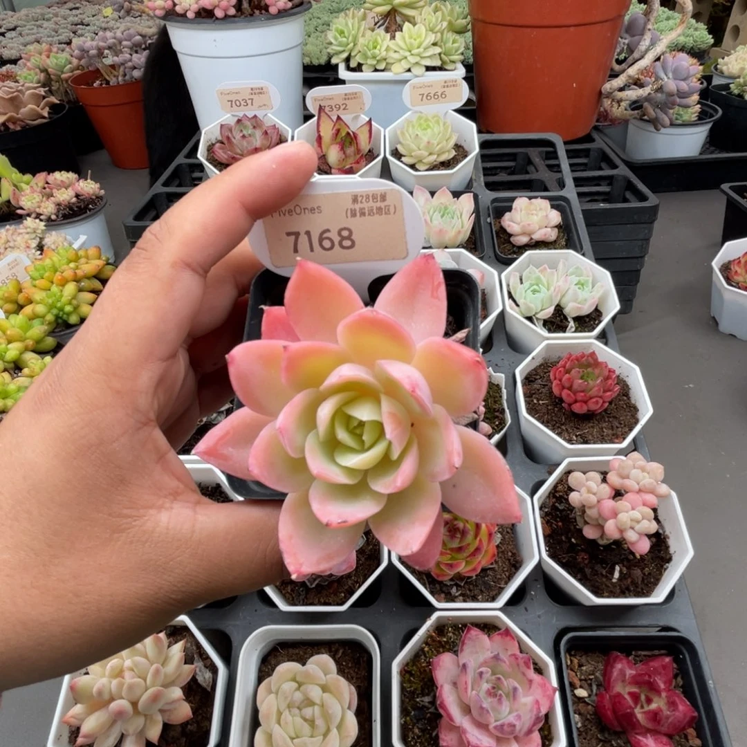 7168丝绸面纱 5.0厘米