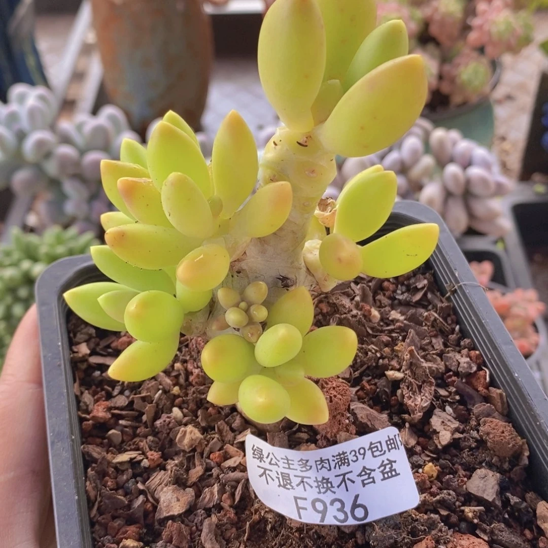 芒果奶老桩7cm936多肉植物