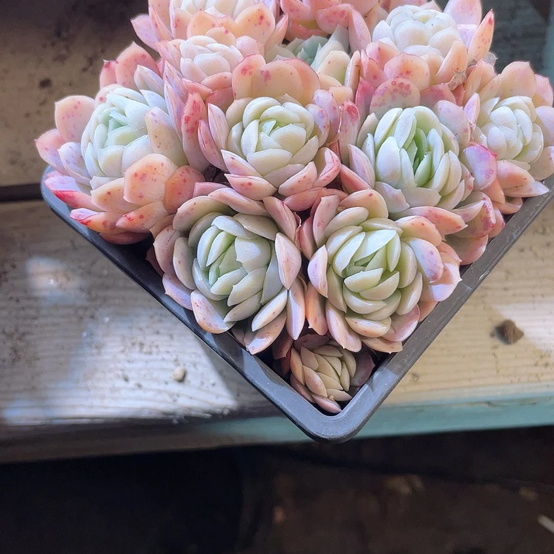 1025  冰梅  六月六