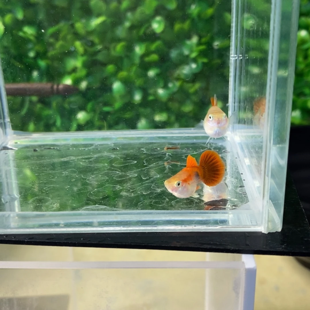 孔雀鱼黄暴球一对