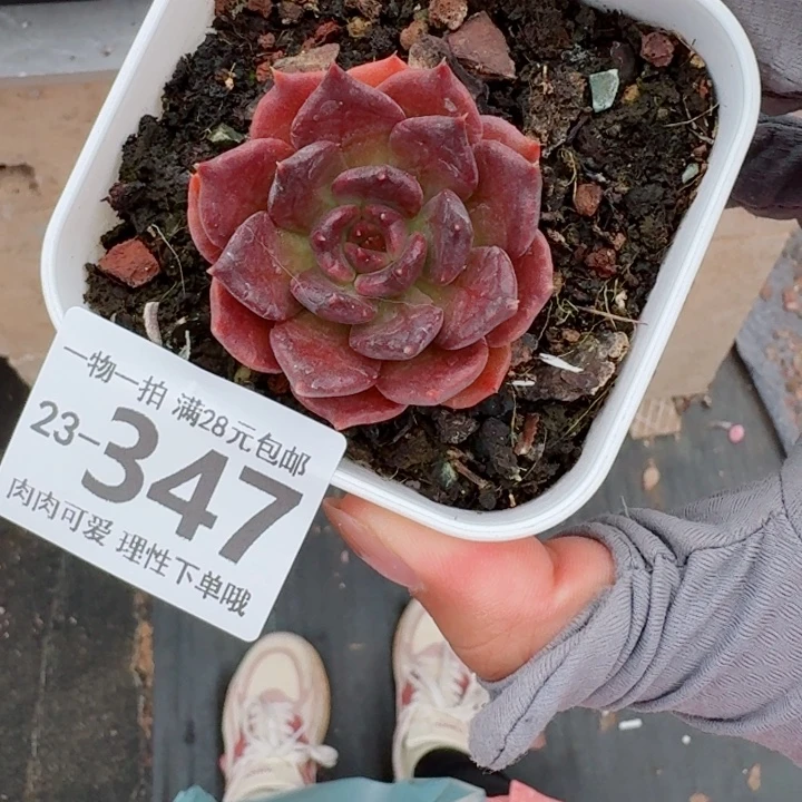 黑饺子多肉多肉植物多肉