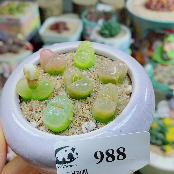 生石花花花花花花花988