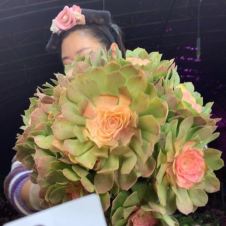 柒柒精品多肉脱土发货不包断侧枝S911