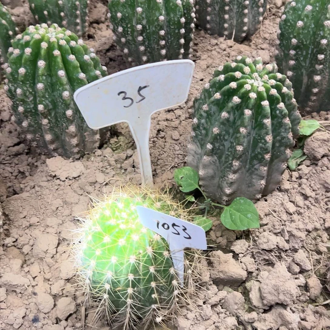 柱毛花柱 35 a49 1053