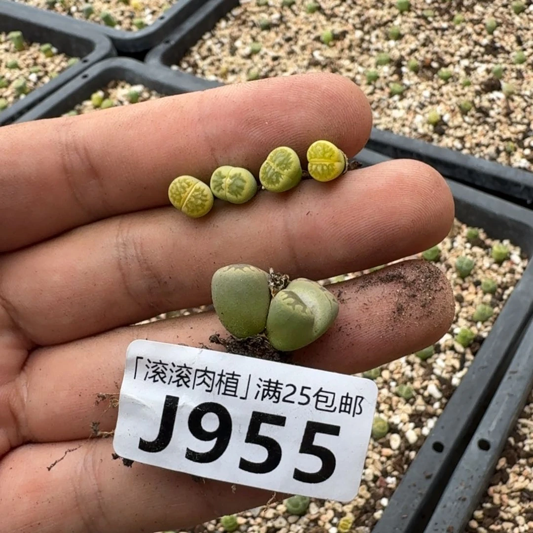 J955绿菊两年春播