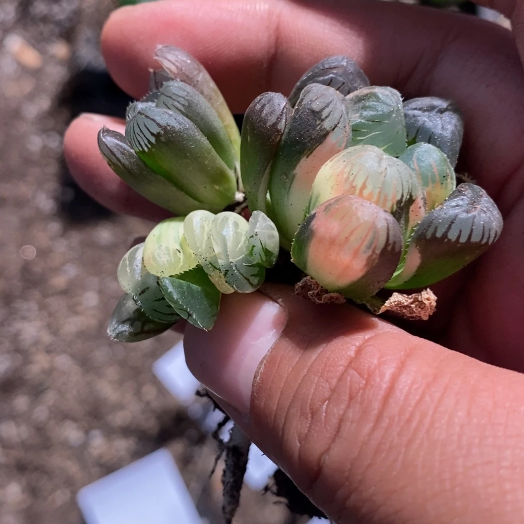 智***慧2651 三颗一起 超级福利