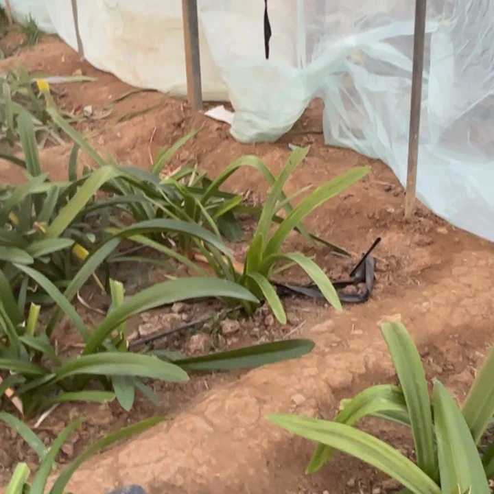 无花朵开*迪卡梦华包对版