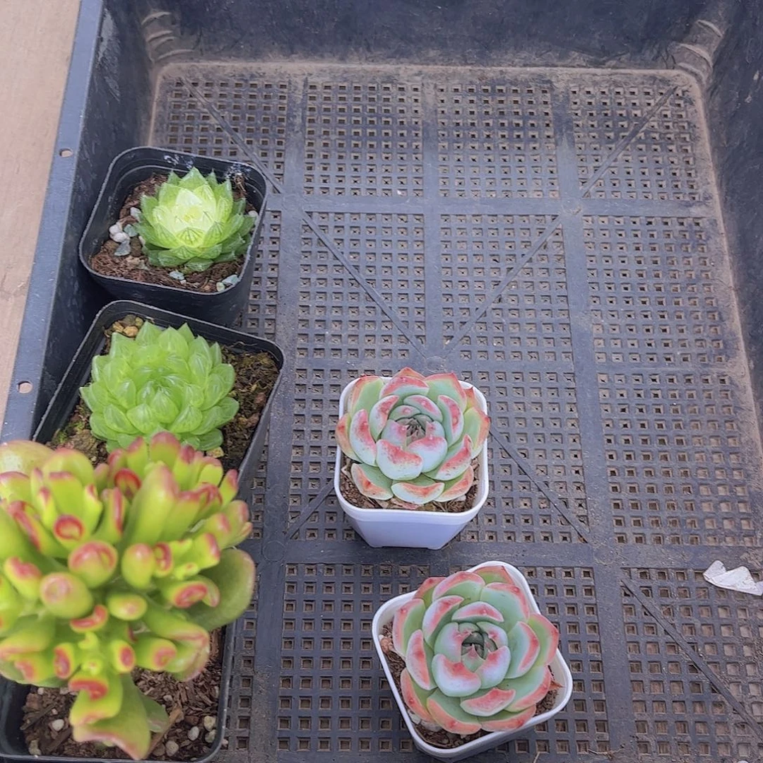 多肉649多肉植物，