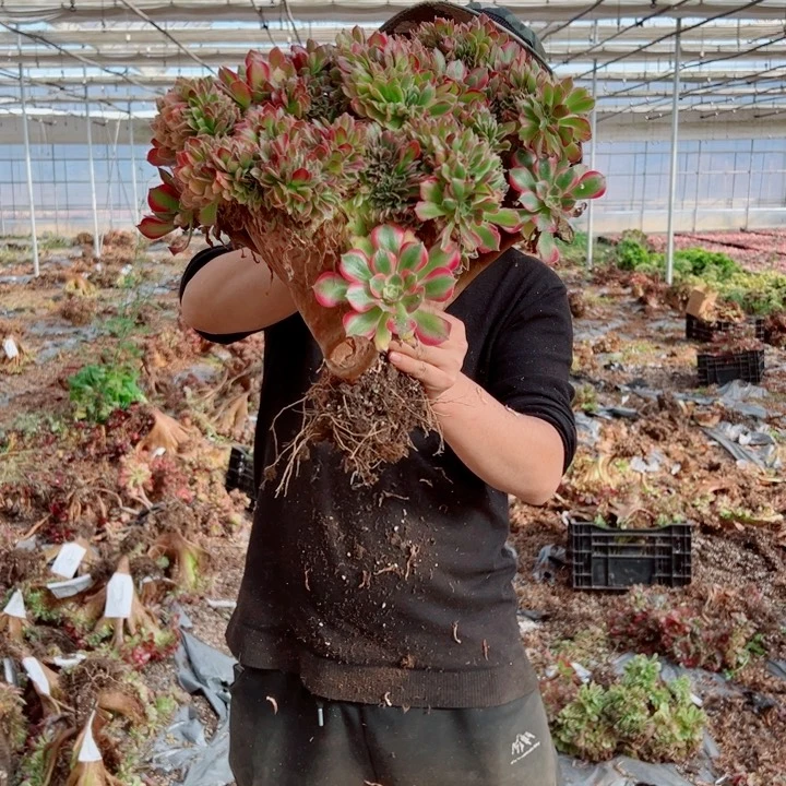 女郎醉话27号多肉法师