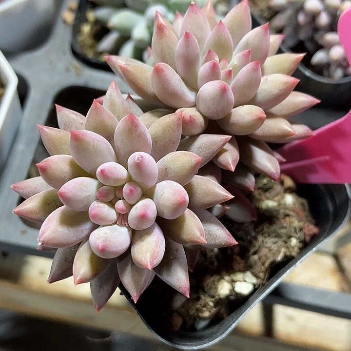 多肉植物虞美人116